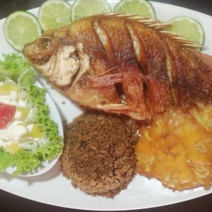 Tilapia frita